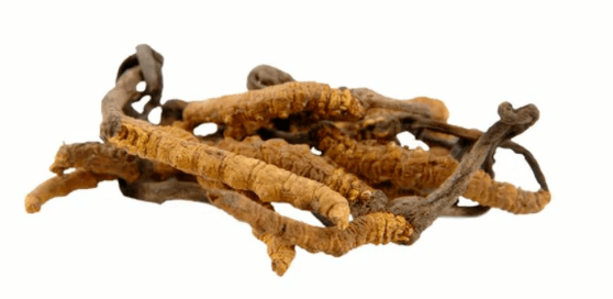 Gluconol Cordyceps Mushroom